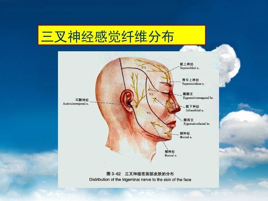 三叉神经和面神经课件_第5页