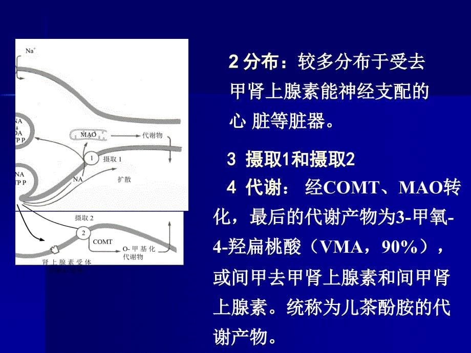 肾上腺素受体激动药.ppt_第5页