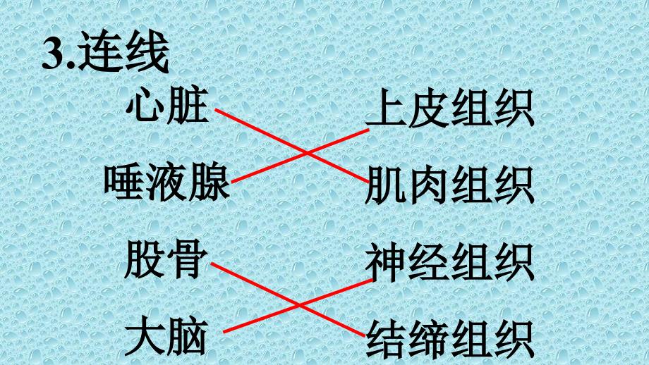 第三节植物体的结构层次169_第2页