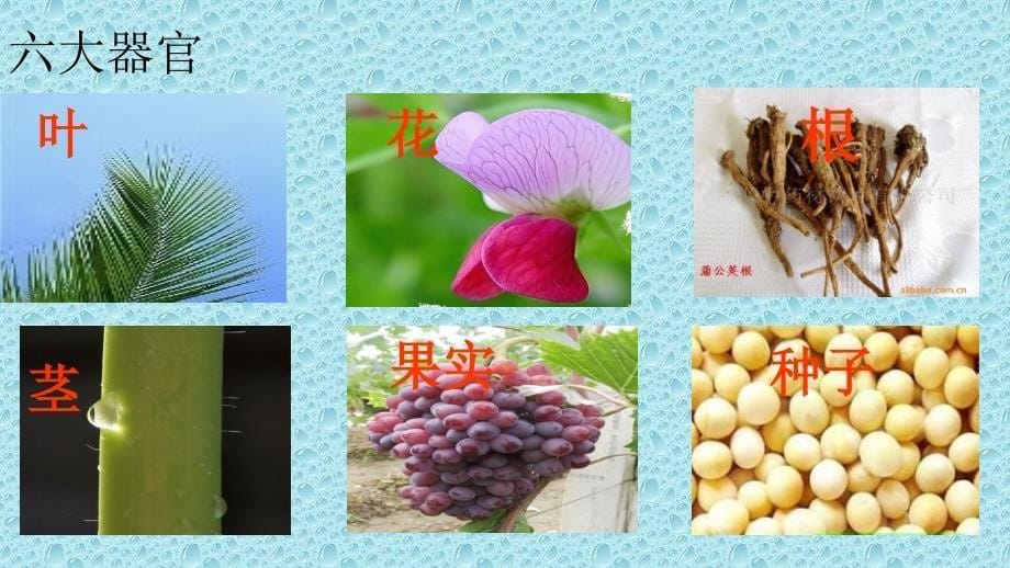 第三节植物体的结构层次169_第5页