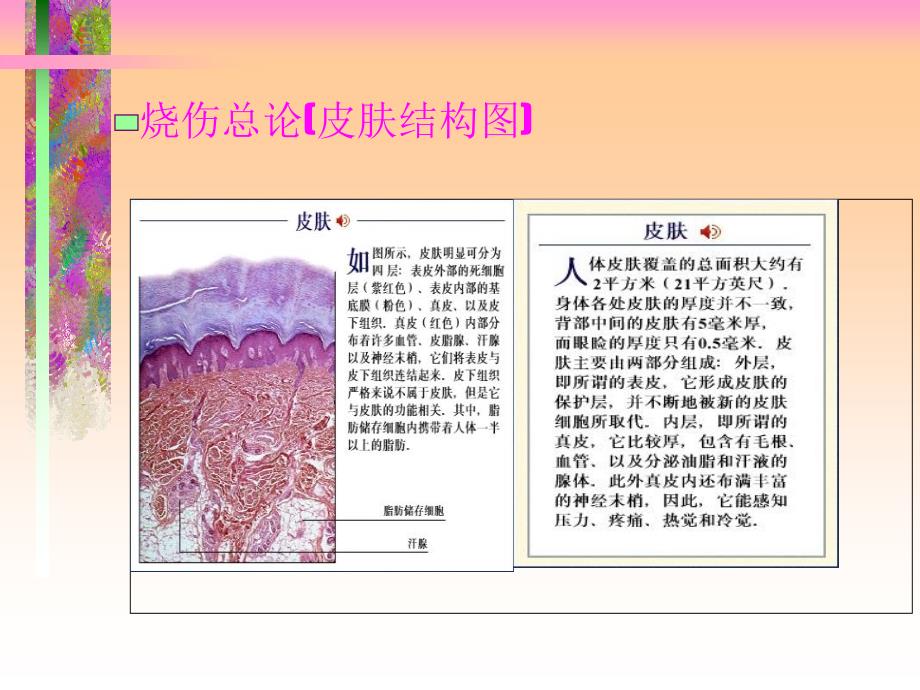 烧伤整形外科经典课件大量图文讲解_第4页