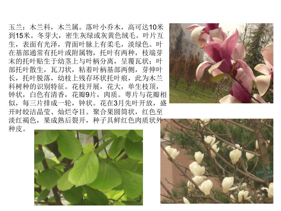 北京常见植物介绍1_第1页