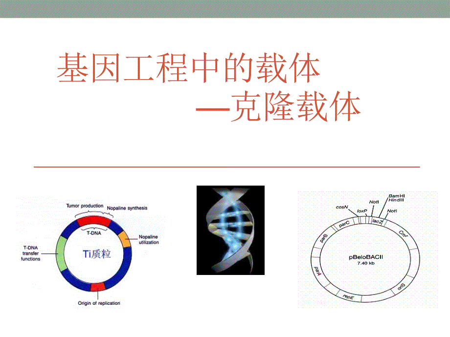 遗传学课件：克隆载体_第1页