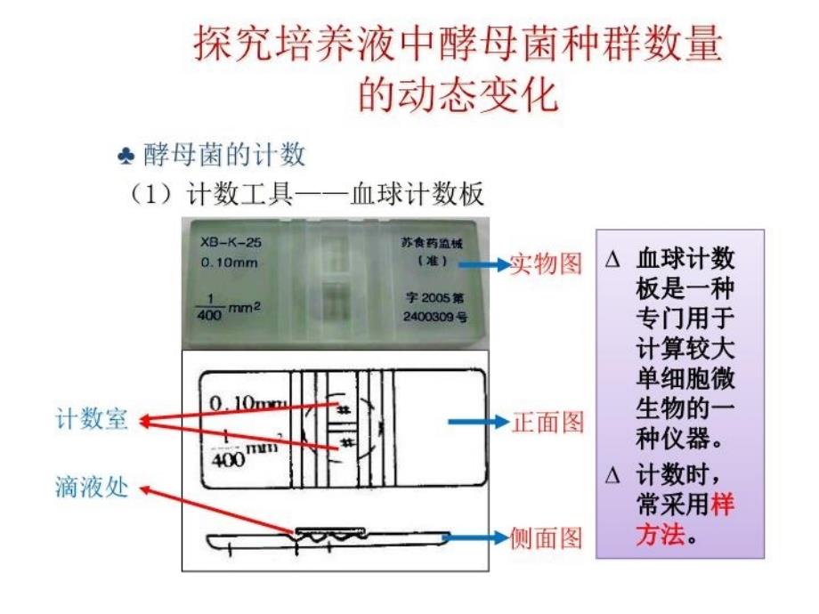 最新岩版探究酵母菌种群数量变化PPT课件_第3页