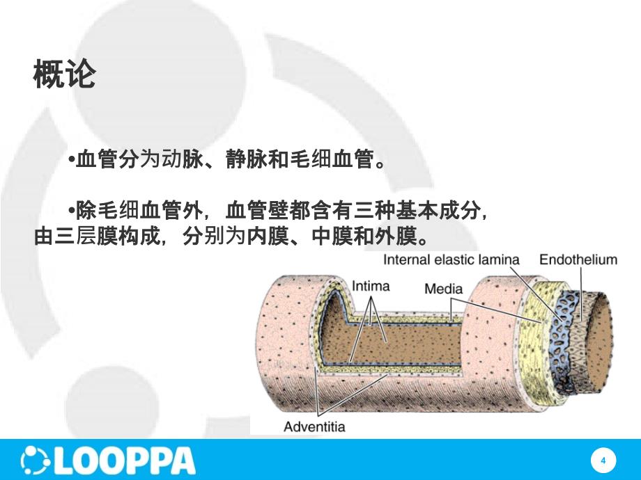 高血压与血管课件_第4页