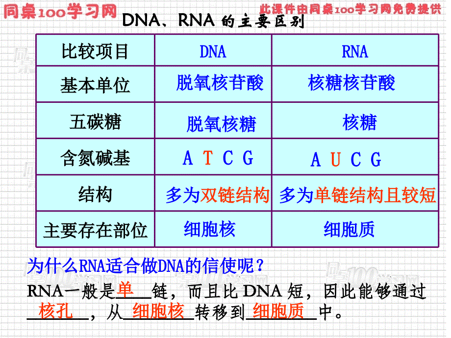 节基因指导蛋白质的合成课件_第4页