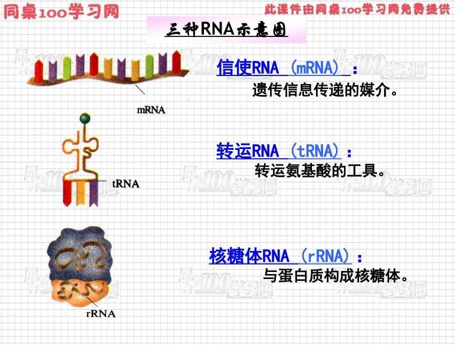 节基因指导蛋白质的合成课件_第5页