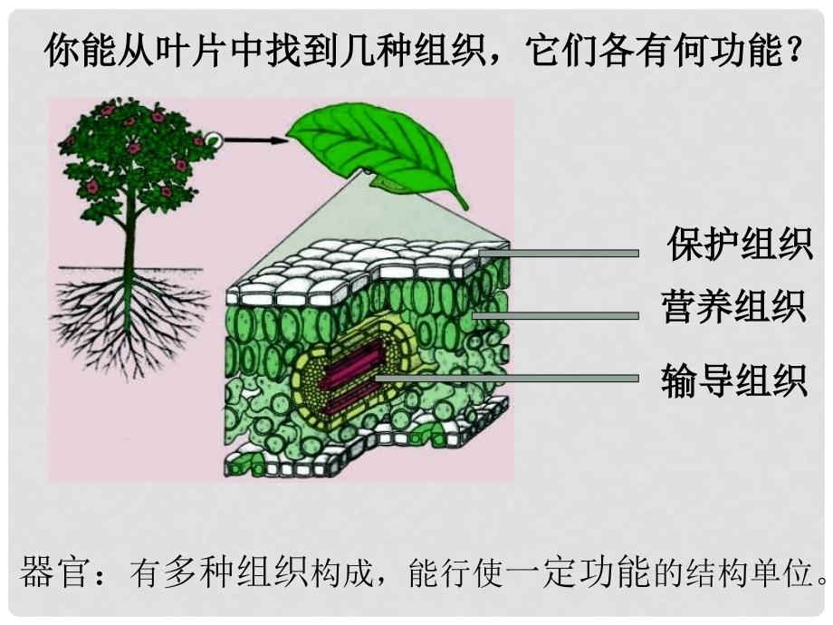 七年级生物上册 1.2.3 多细胞生物体课件 （新版）冀教版_第2页