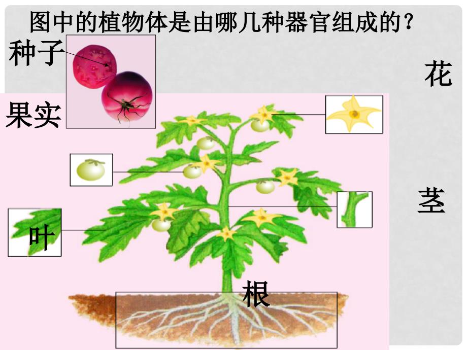 七年级生物上册 1.2.3 多细胞生物体课件 （新版）冀教版_第4页