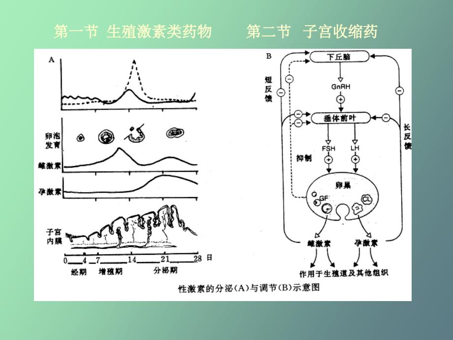 作用于生殖系统的药物_第3页