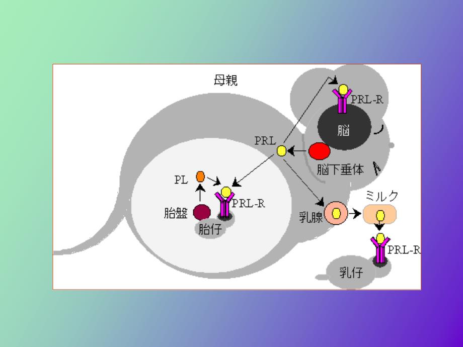 作用于生殖系统的药物_第4页