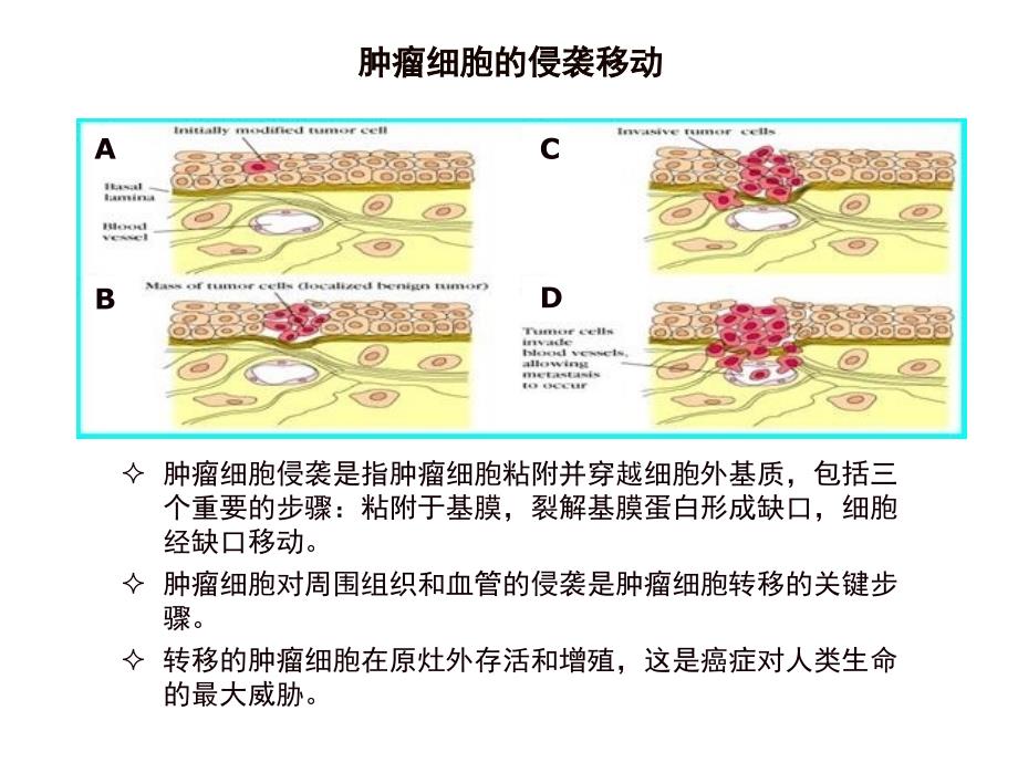 基质金属明胶酶与肿瘤关系_第3页