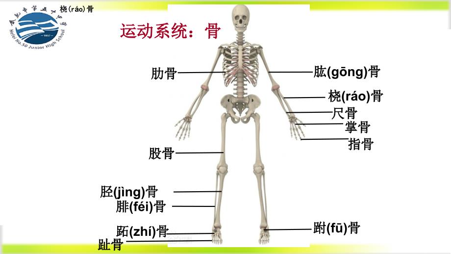 第二节动物运动依赖于一定的结构3_第4页