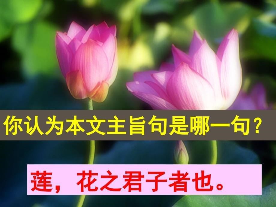 《爱莲说》托物言志教学_第5页