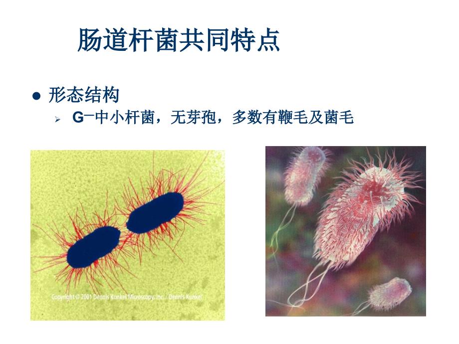 大肠埃希菌课件_第2页