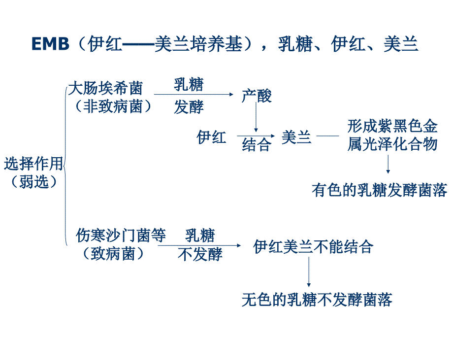 大肠埃希菌课件_第4页