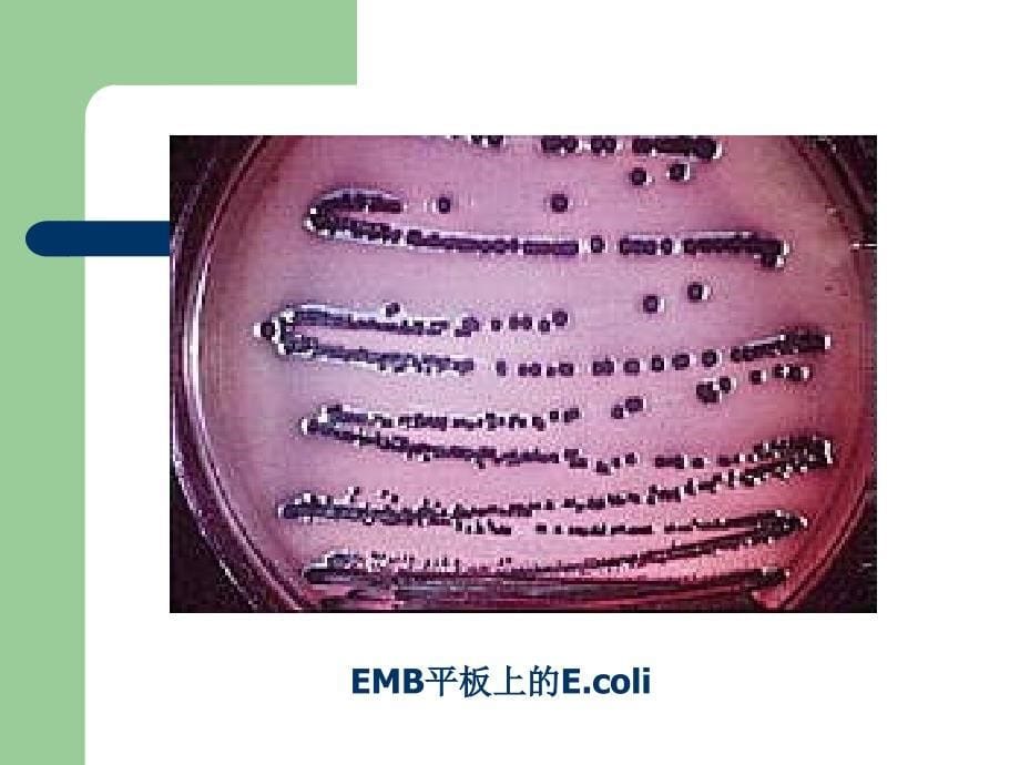 大肠埃希菌课件_第5页