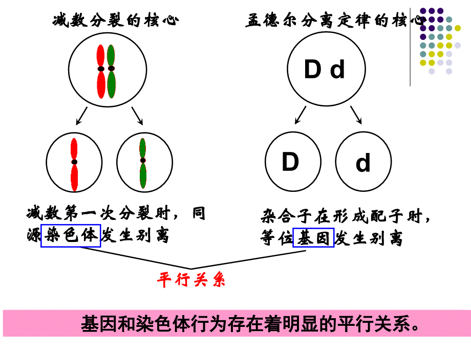 基因在染色体上公开课_第4页