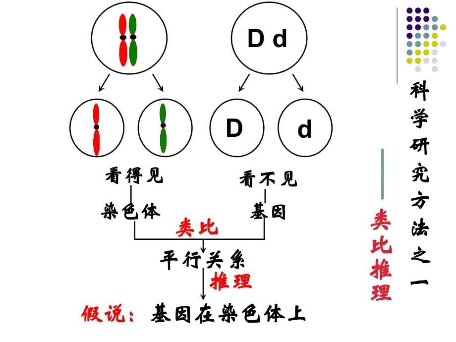 基因在染色体上公开课_第5页