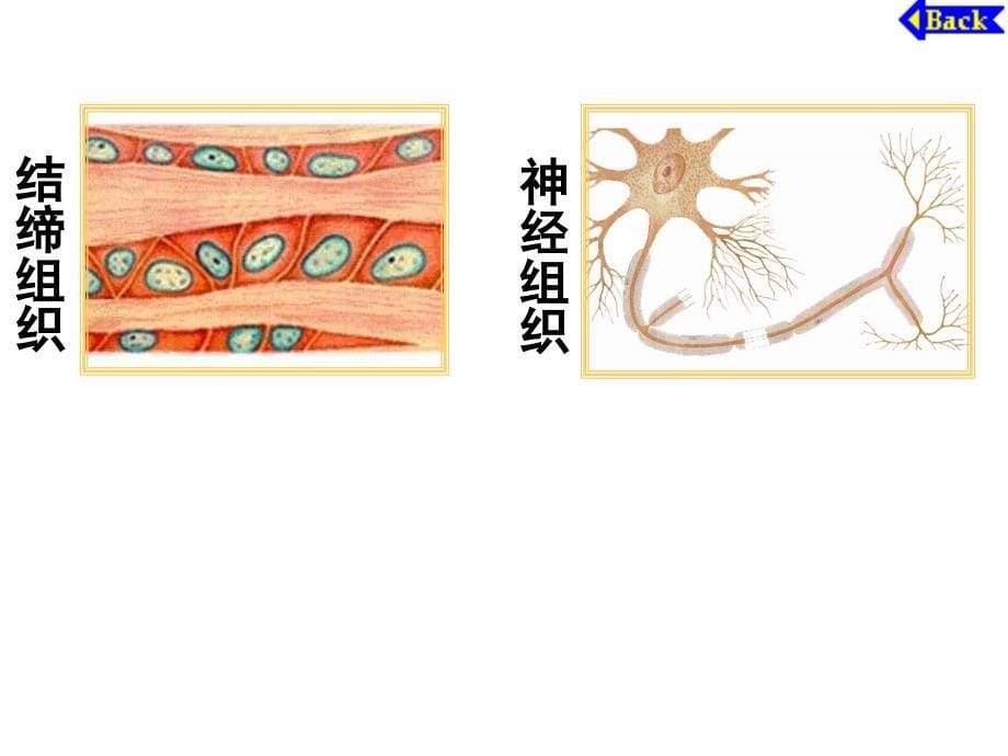 生物体的结构层次_第5页