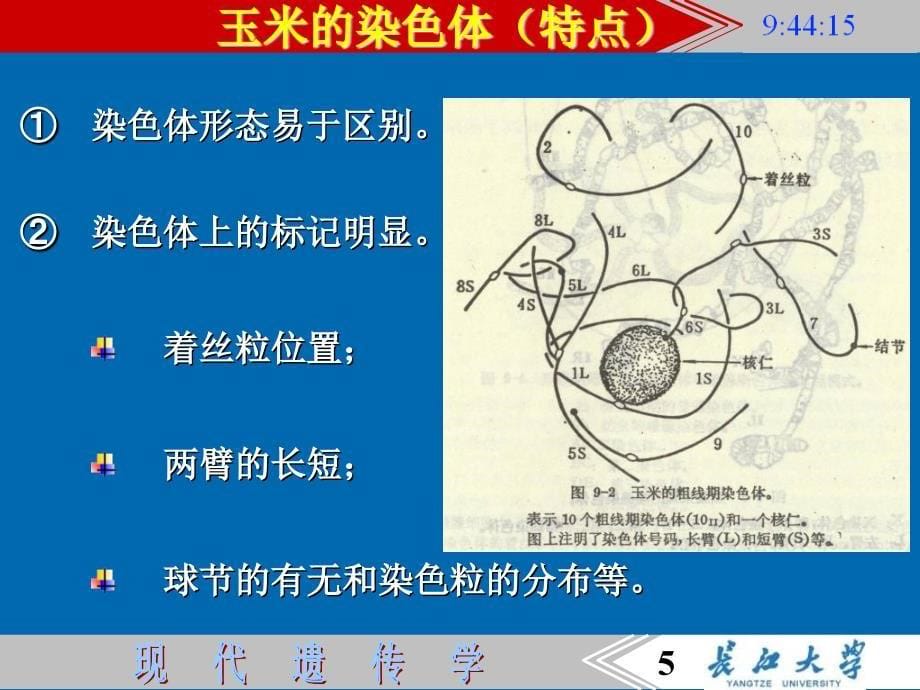 5染色体结构的变异_第5页