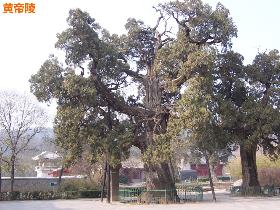 人教版八年级地理下册八章认识跨省区域第一节沟壑纵横的特殊地形区黄土高原课件20_第2页