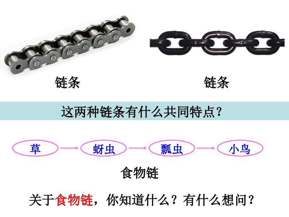 五年级上册科学课件1.5食物链和食物网教科版_第2页