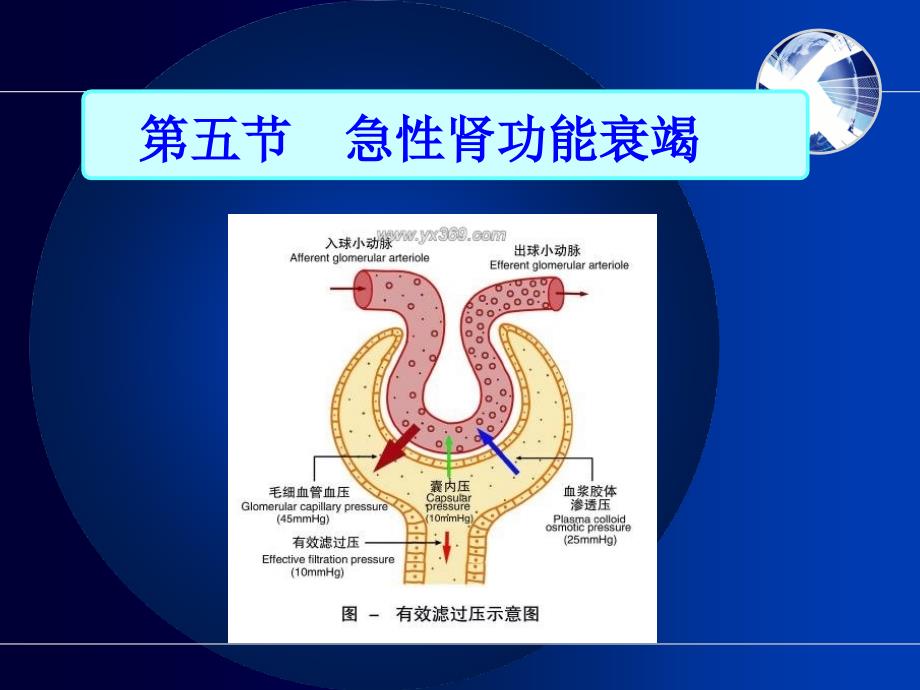 急性肾功能衰竭1_第2页