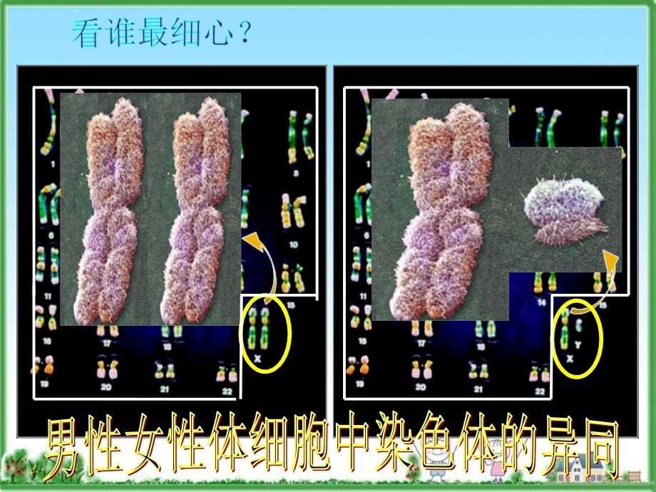 人的性别决定(1)_第5页