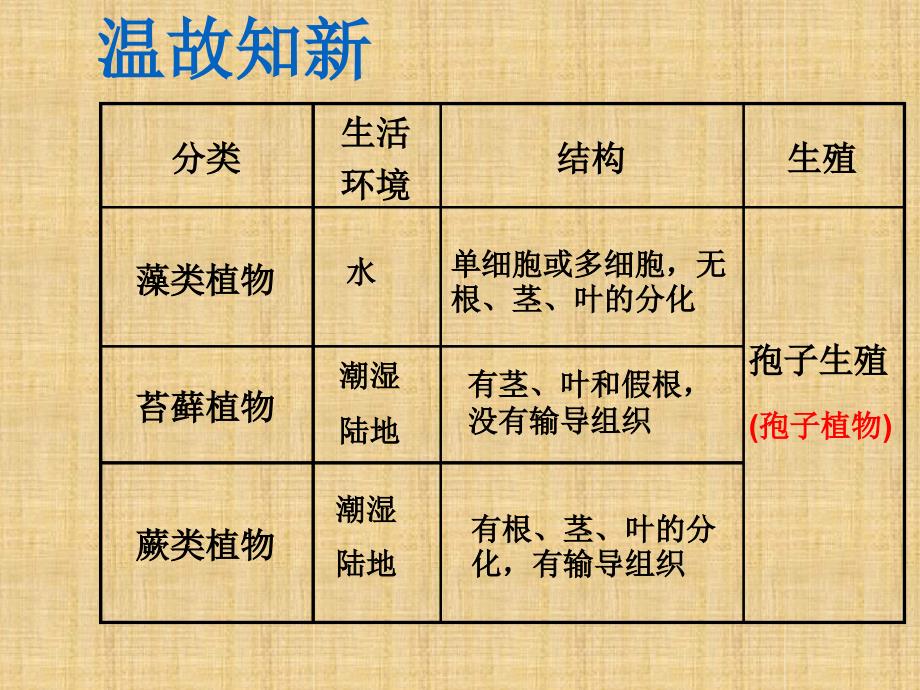 初中七年级生物上册135裸子植物名师优质课件新版冀教版_第2页