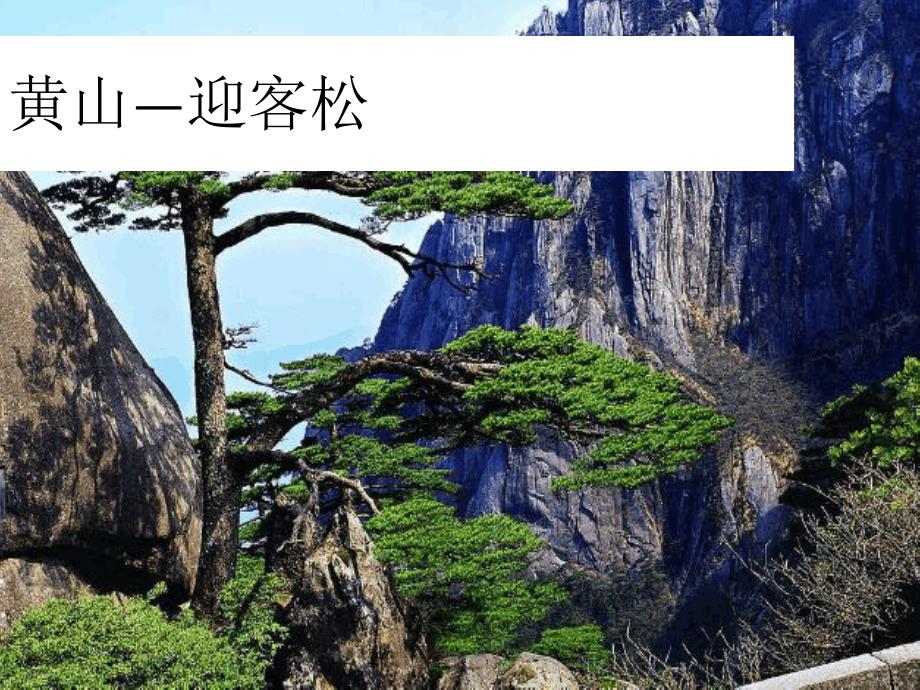 初中七年级生物上册135裸子植物名师优质课件新版冀教版_第3页