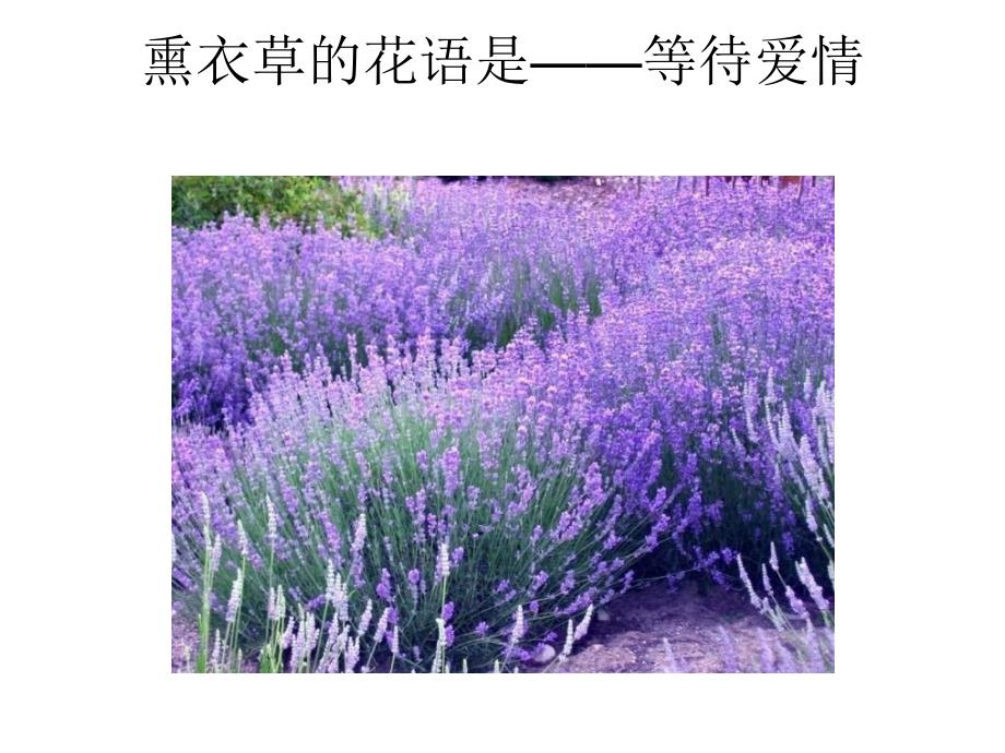 桔梗花的花语是精课件_第3页