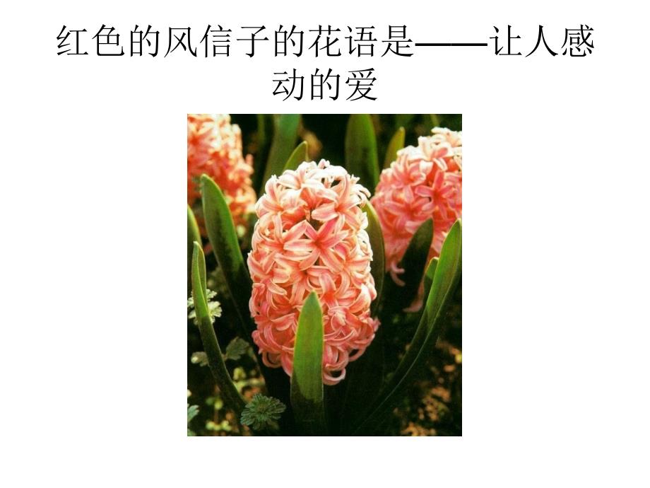 桔梗花的花语是精课件_第4页