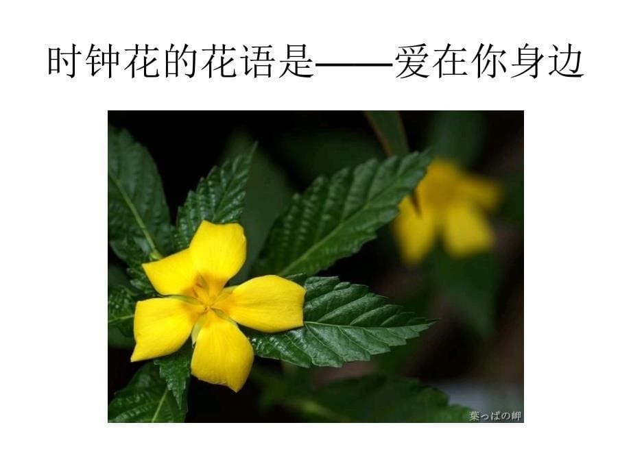 桔梗花的花语是精课件_第5页