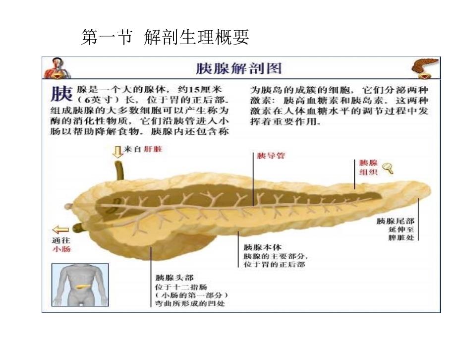 胰腺癌病人的护理.ppt_第2页