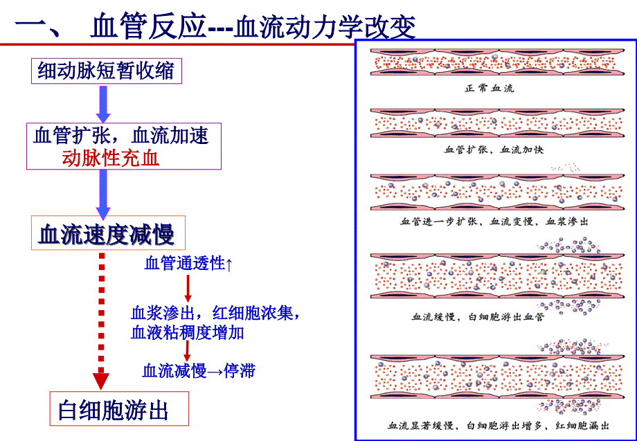 病理学课件：第4章-炎症2_第4页