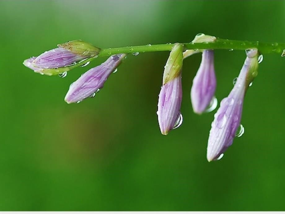 5雨后(第一课时)_第5页