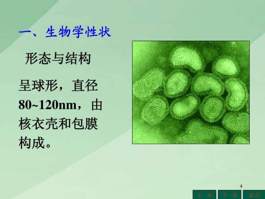 常见病毒课件图文.ppt_第4页