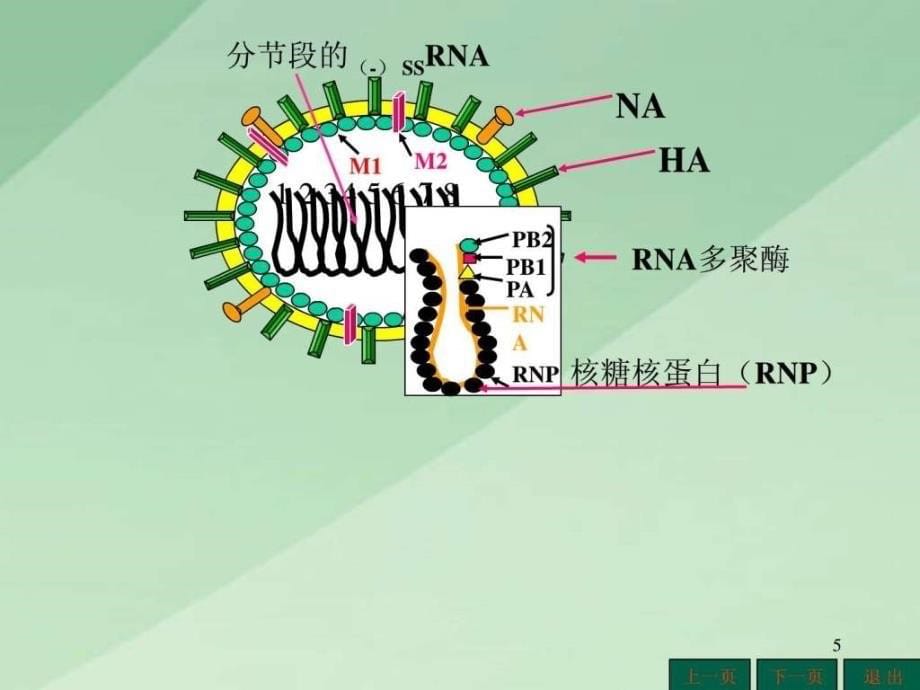 常见病毒课件图文.ppt_第5页