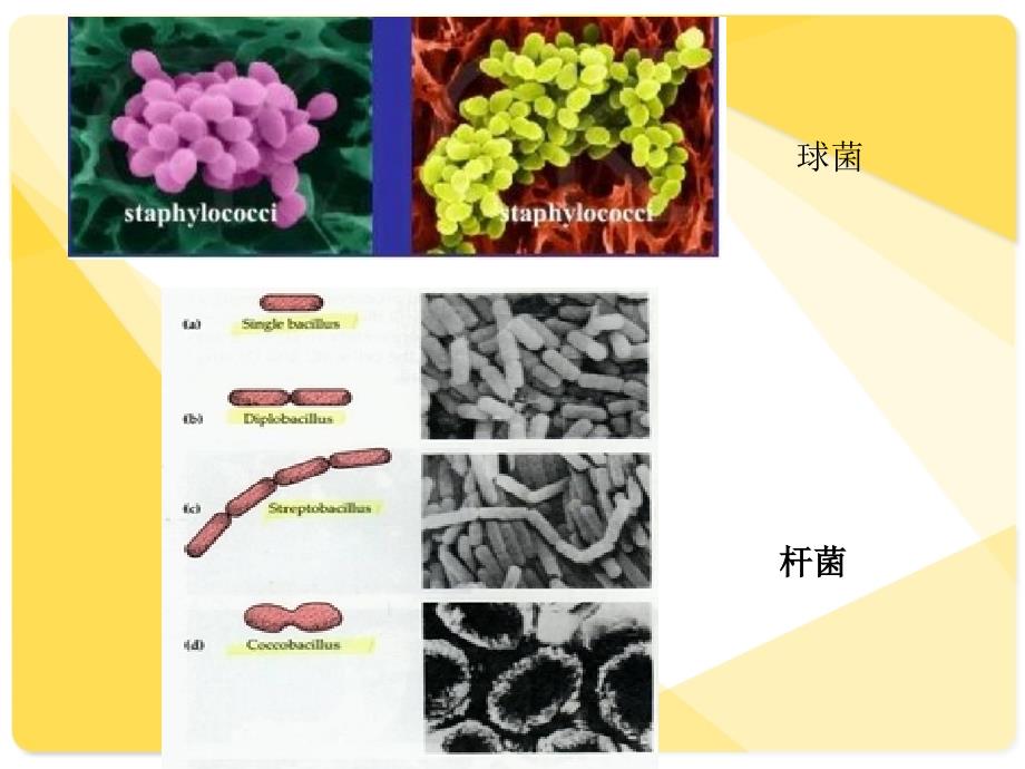 细菌的革兰氏染色和形态观察_第2页