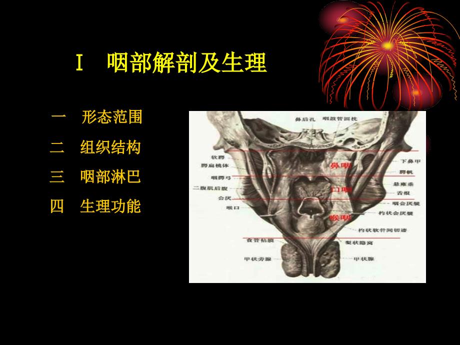 咽喉气管食管解剖_第3页