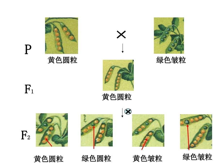 12孟德尔的豌豆杂交实验二_第5页