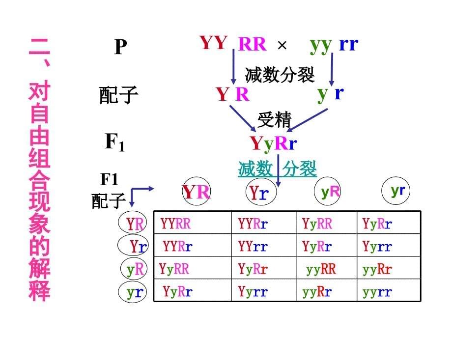 自由组合定律一轮复习课件._第5页