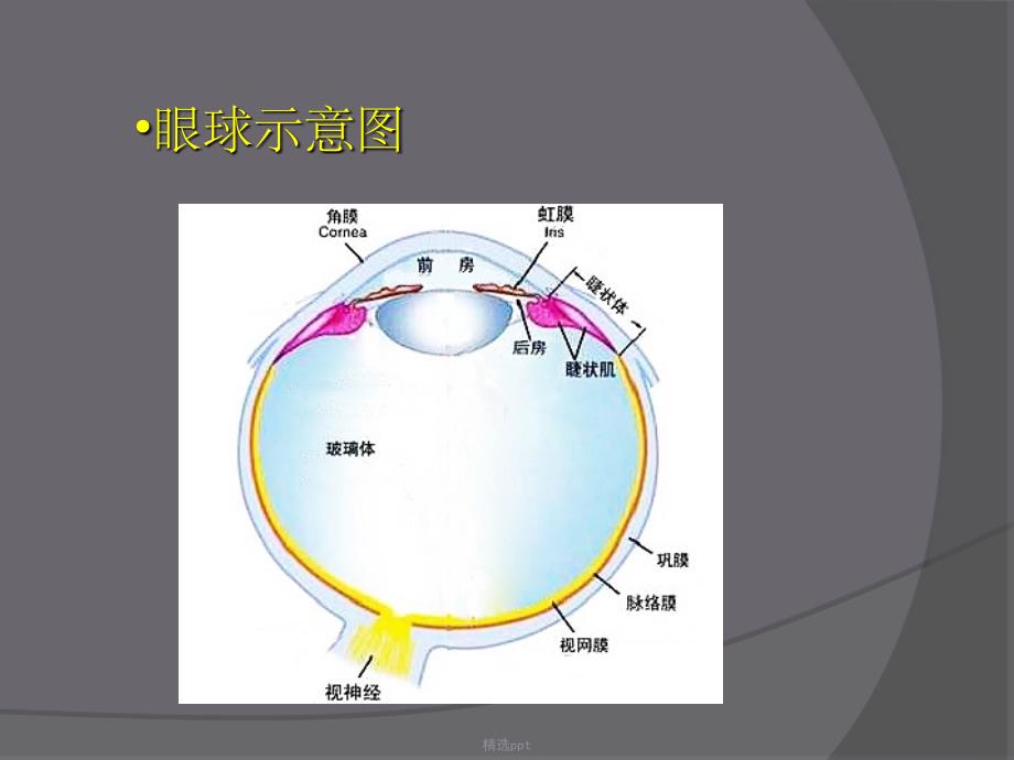 眼部超声检查31449_第4页