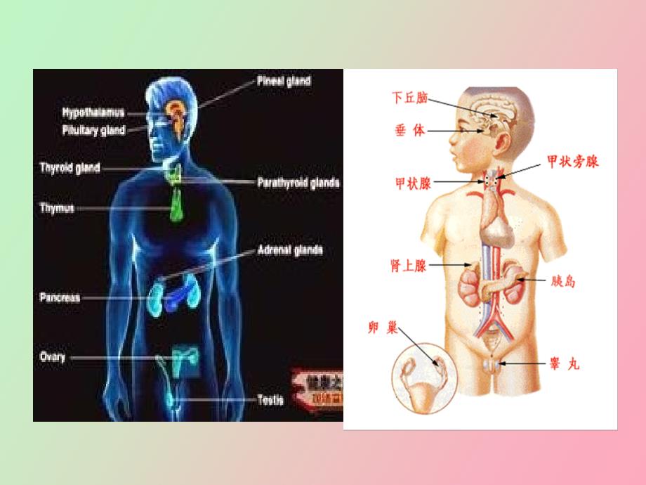 甲状腺疾病甲亢_第2页