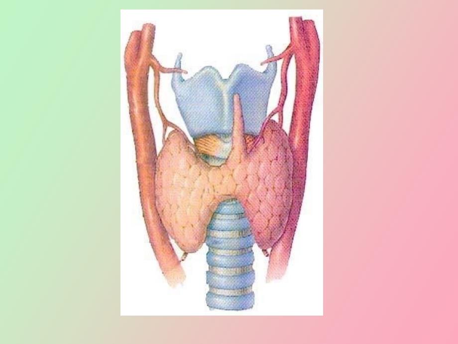 甲状腺疾病甲亢_第3页