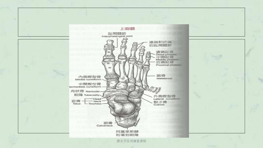 踝关节实用康复课程课件_第4页