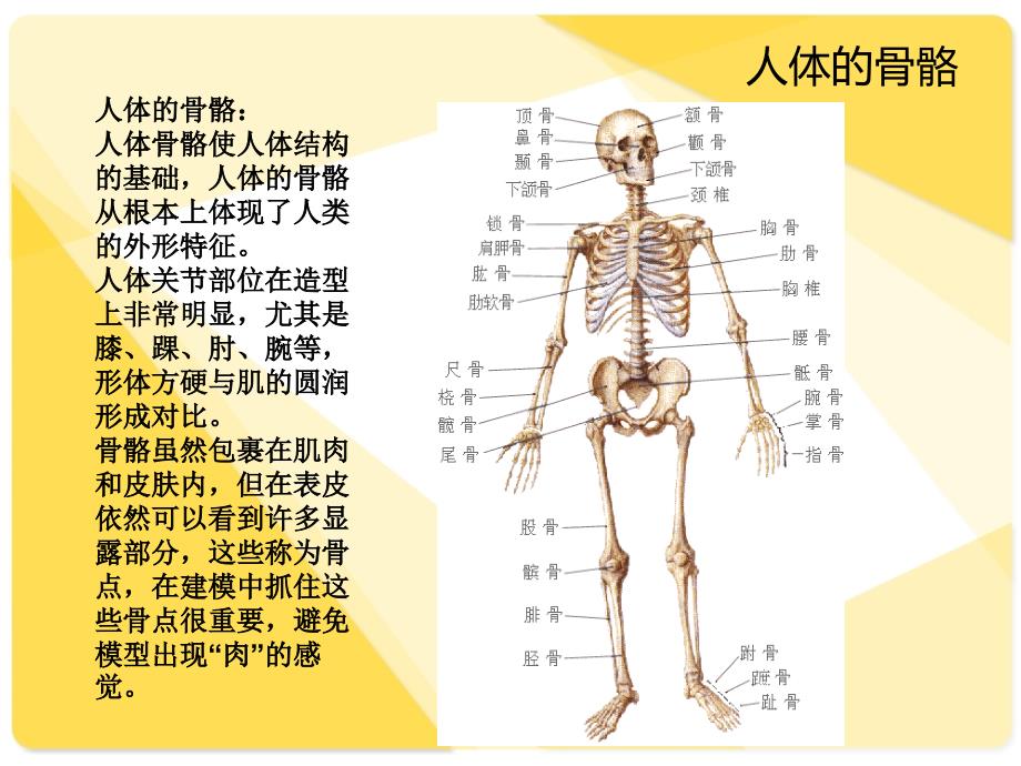 骨骼与肌肉人体解剖生理学_第2页