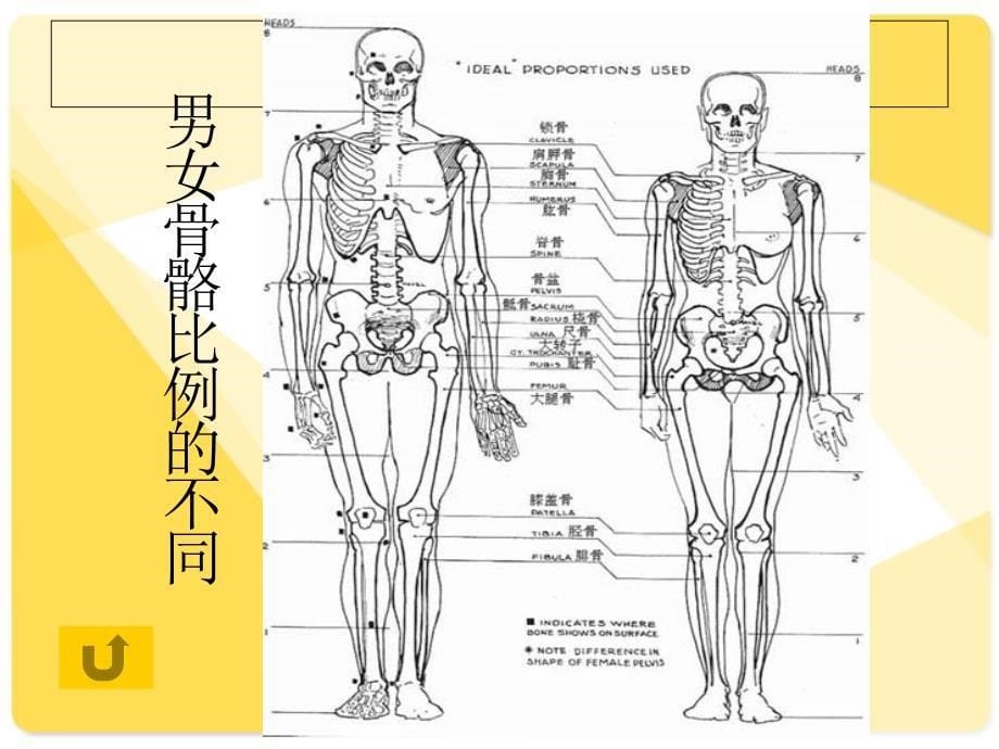 骨骼与肌肉人体解剖生理学_第5页