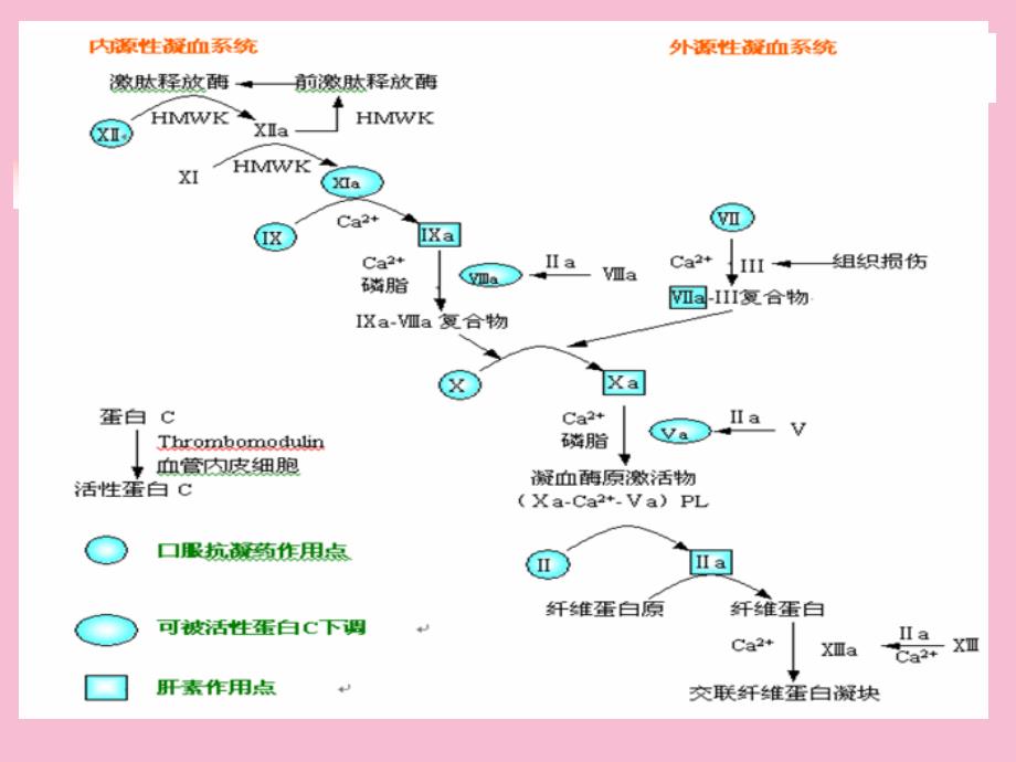 血液和造血系统药物ppt课件_第3页